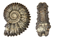 Colombiceras gargasiceras